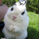Evil Bunny Box Art Cover
